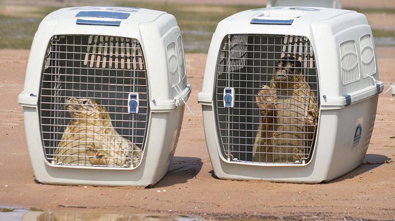 Фото: vk.com/sealrescue