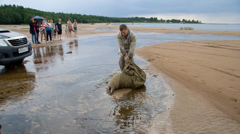 Фото: vk.com/sealrescue