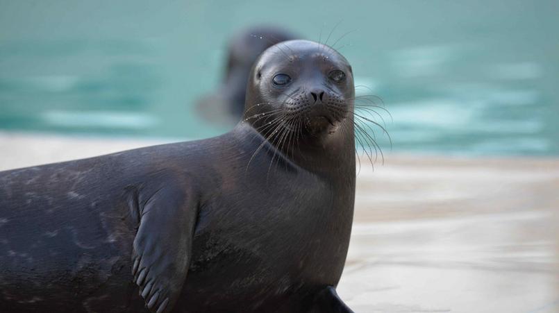 Фото: vk.com/sealrescue