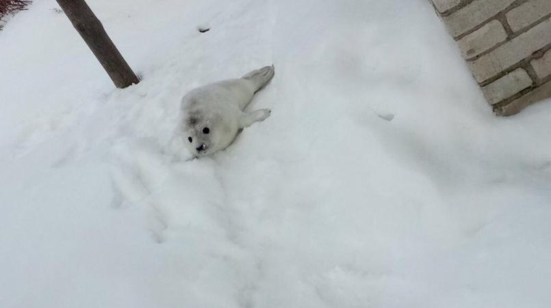 Фото: vk.com/sealrescue