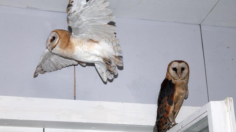 Фото: vk.com/seirenru