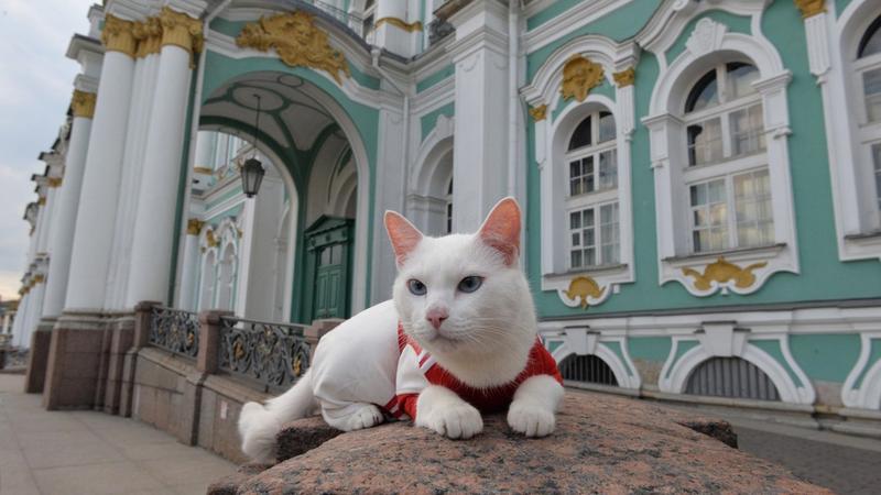 Петербург кошка фото Эрмитажный кот Ахилл получил награду за продвижение туризма в Ленобласти