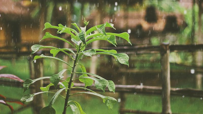 Фото: pxhere.com