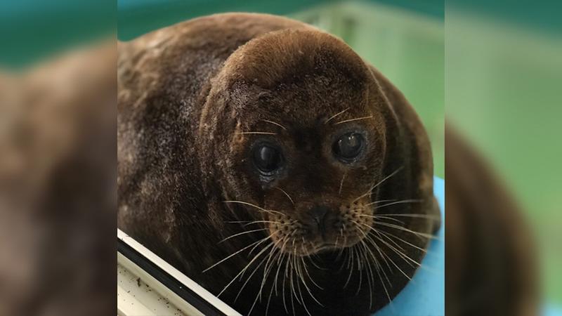 Фото: vk.com/sealrescue