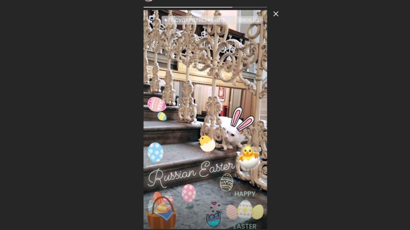 Фото: Instagram Stories/achillcat