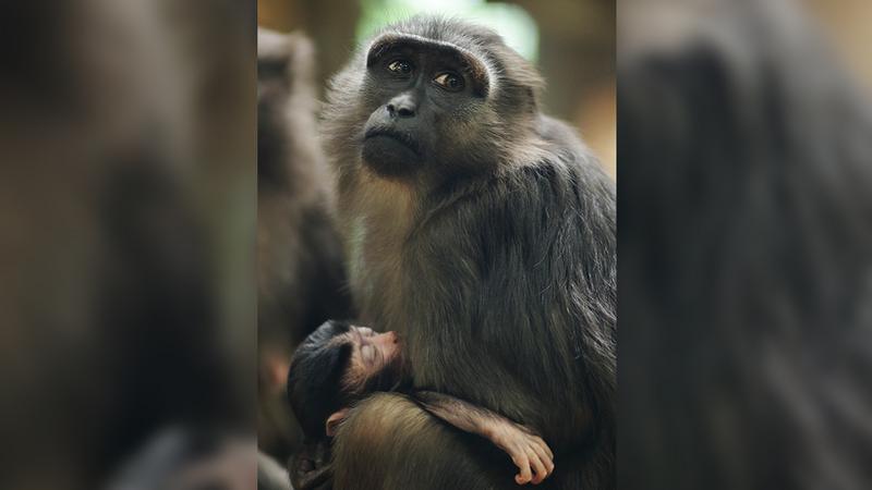 Фото: пресс-служба Ленинградского зоопарка