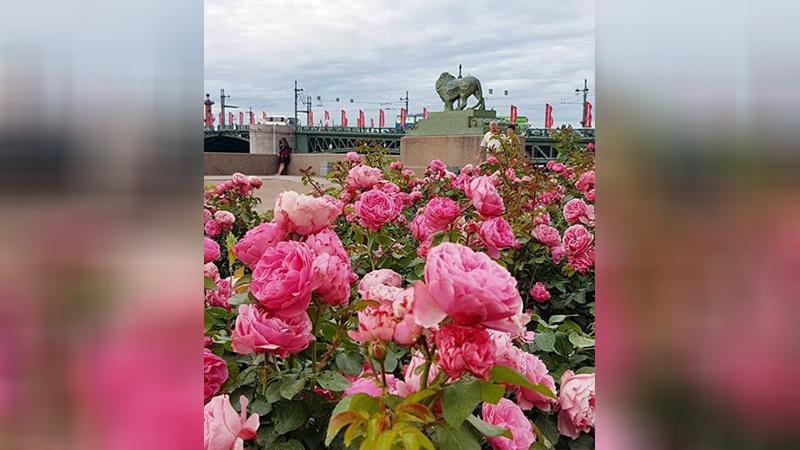 Фото: пресс-служба Комитета по благоустройству Санкт-Петербурга