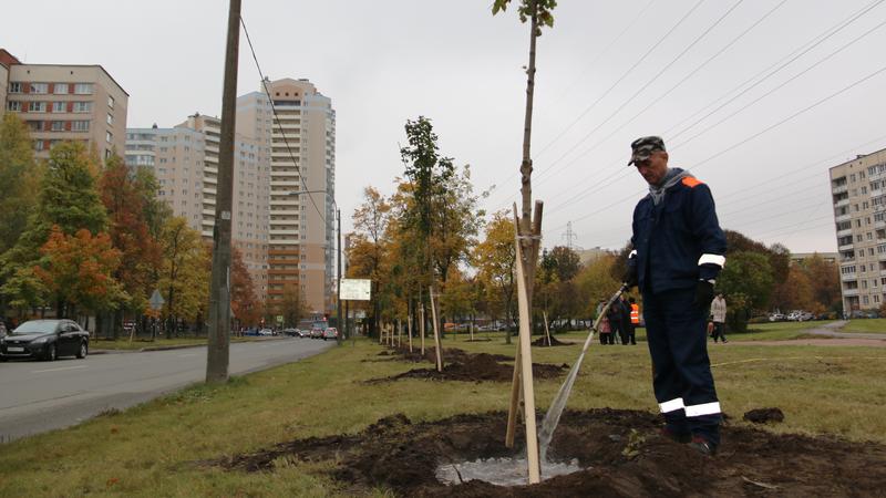 Фото: пресс-служба Комитета по благоустройству Санкт-Петербурга