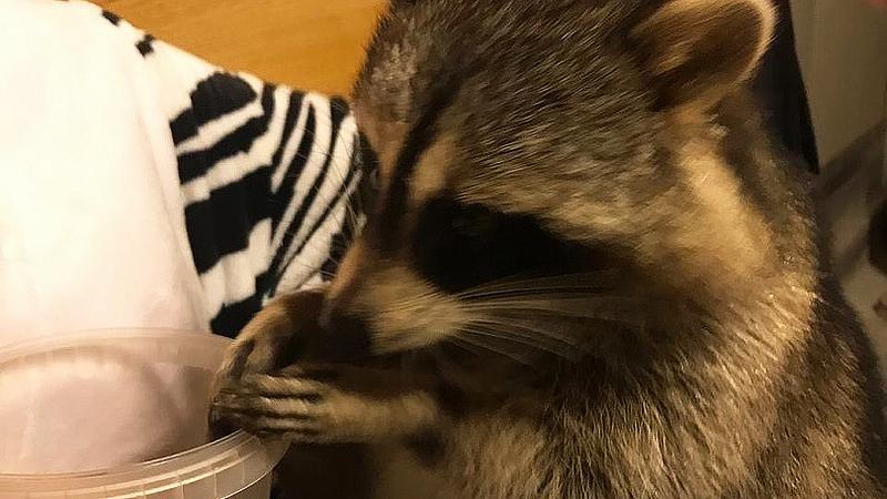 Фото: vk.com/yapoteryalsyaspb