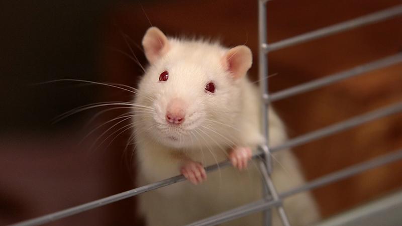Почему так сложно уничтожить крыс?