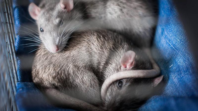 Фото: pxhere.com