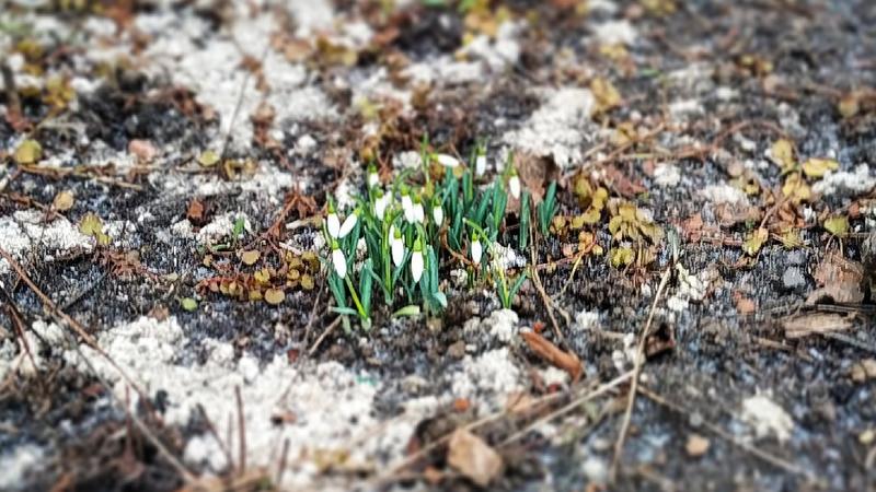 Подснежники в Гатчине/ Фото: 78.ru