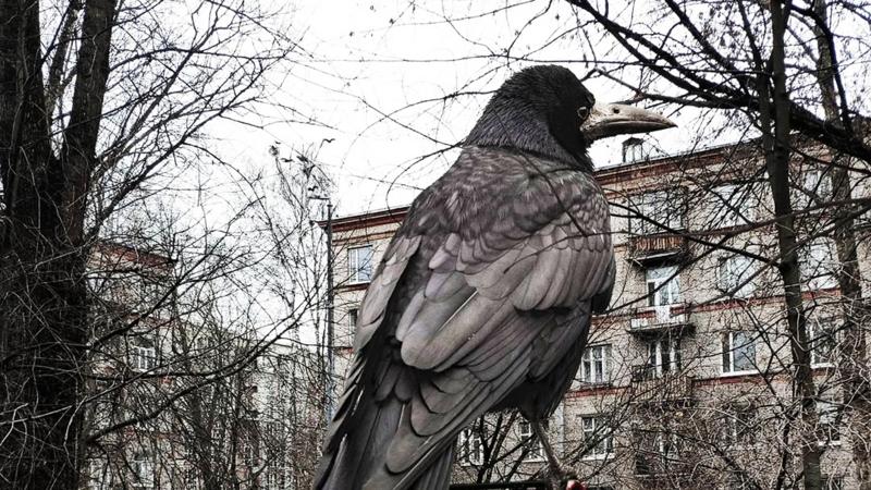 Грачи волгоградская. Грачи гиганты. Прилетели Грачи в СПБ?. Что прилетело в Санкт-Петербурге. Питер Соловей.