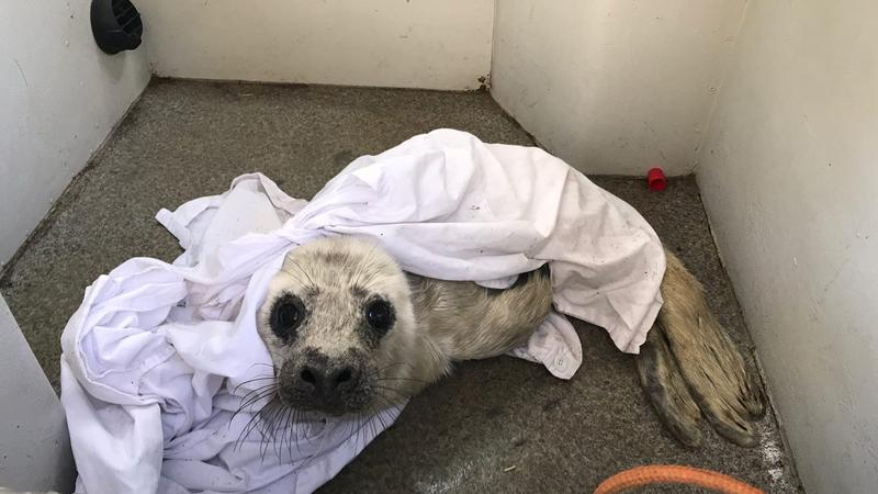 Фото: vk.com/sealrescue