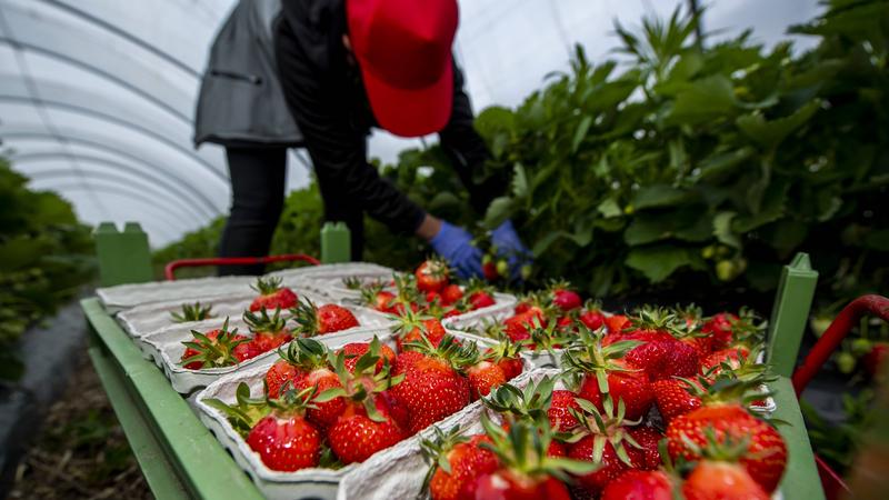 Фото: Inderlied/ Kirchner-Media/ globallookpress.com