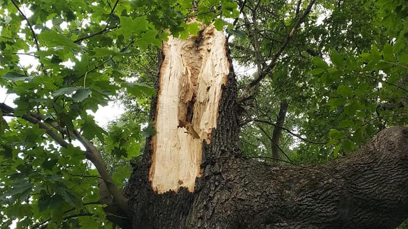 Фото: пресс-служба комитета по благоустройству Санкт-Петербурга