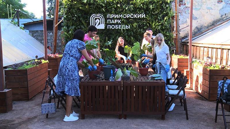 Грядки напрокат: в Петербурге реализовали эко-проект по аренде...