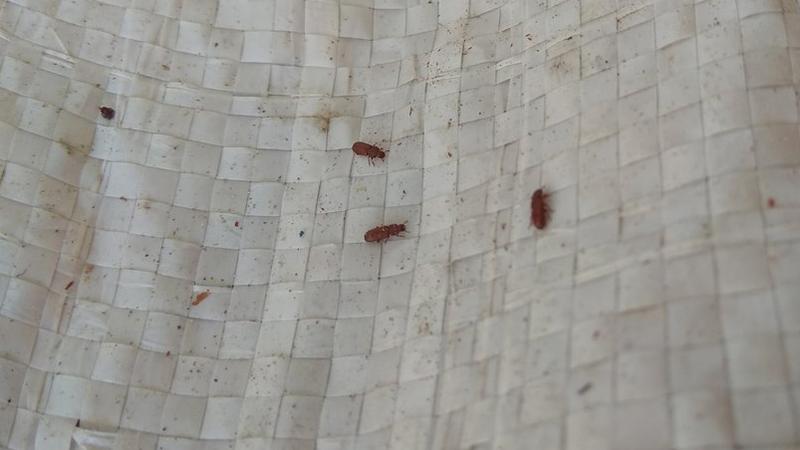 Фото: пресс-служба Управления Россельхознадзора по Санкт-Петербургу, Ленинградской и Псковской областям