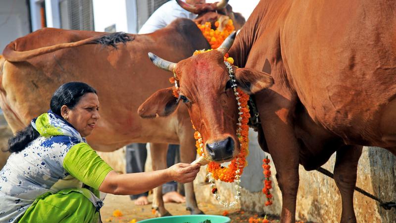 Фото: Shilpa Thakur/globallookpress.com