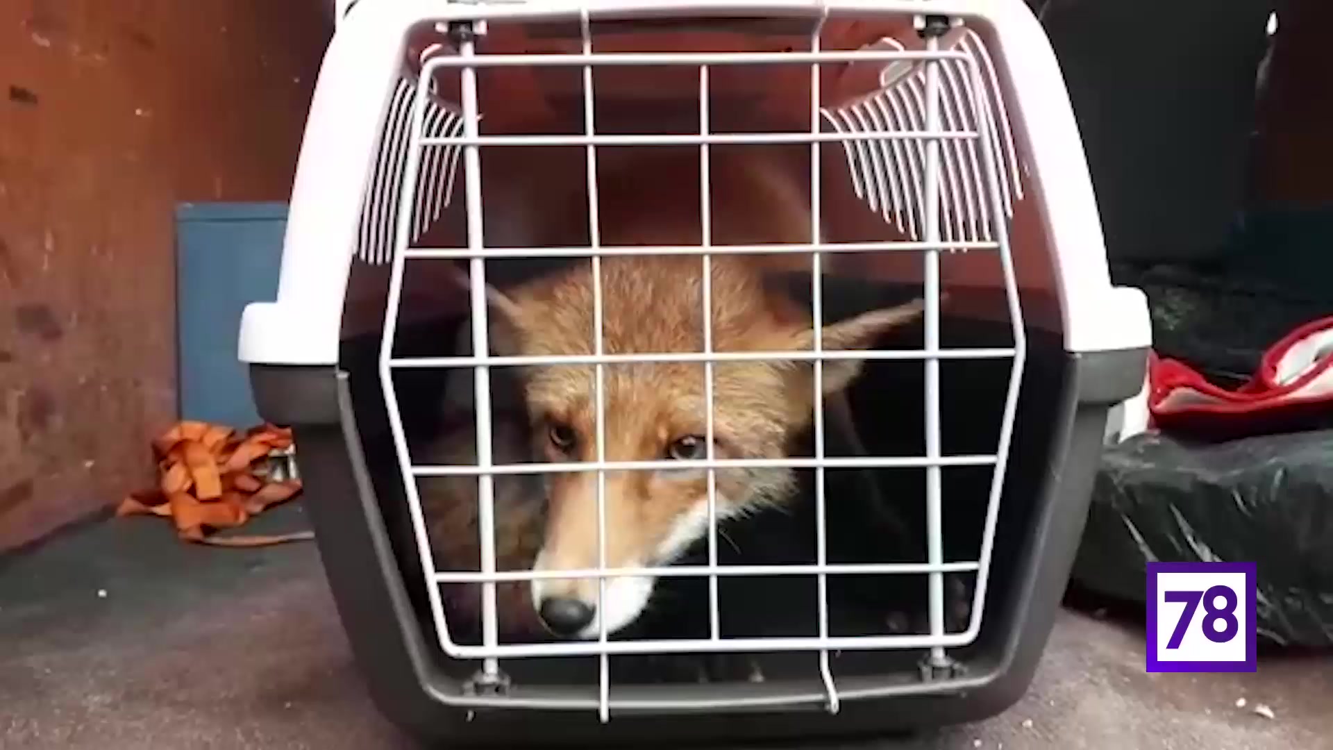 лиса в измайловском парке. лисий и волчий след. лисьи ведут в чащу. лисица описание. лисёнок животное с открытой пастью.