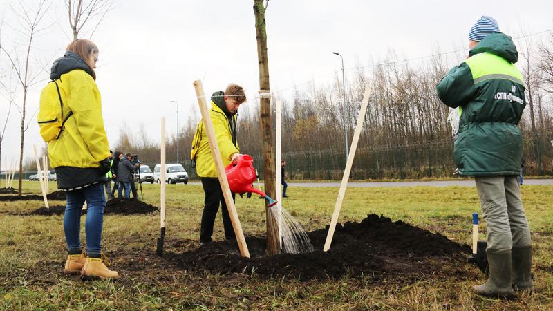 Добровольное озеленение: петербуржцам рассказали, как высадить деревья в своём районе