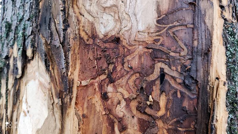 Фото: пресс-служба Комитета по благоустройству Петербурга