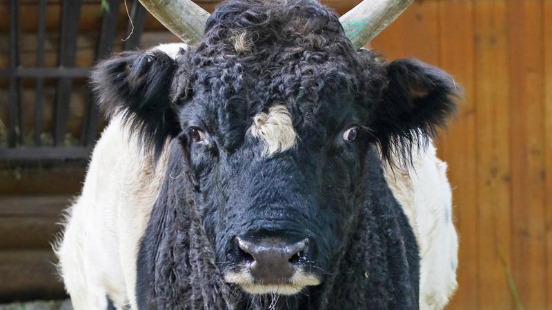 Фото: пресс-служба Ленинградского зоопарка