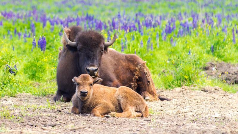 Фото: vk.com/parkzubrovnik