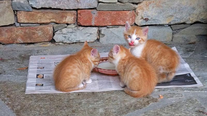 Фото: pixabay.com