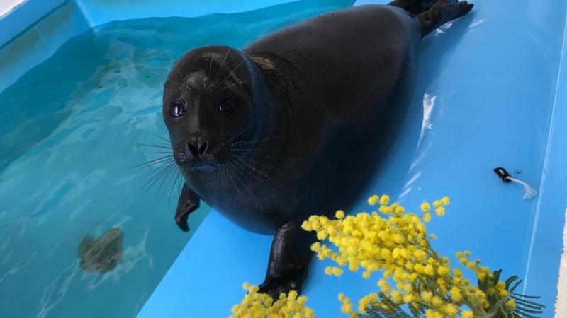 Фото: vk.com/sealrescue