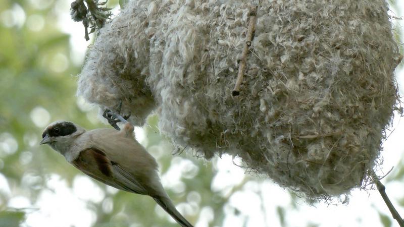 Фото: vk.com/kazdoytvaripopare