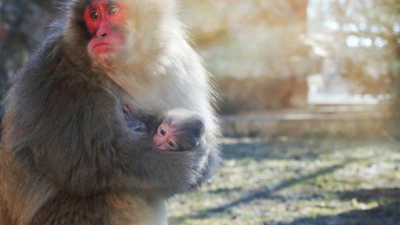 Фото: пресс-служба Ленинградского зоопарка