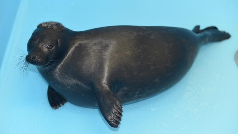 Фото: vk.com/Центр спасения тюленей