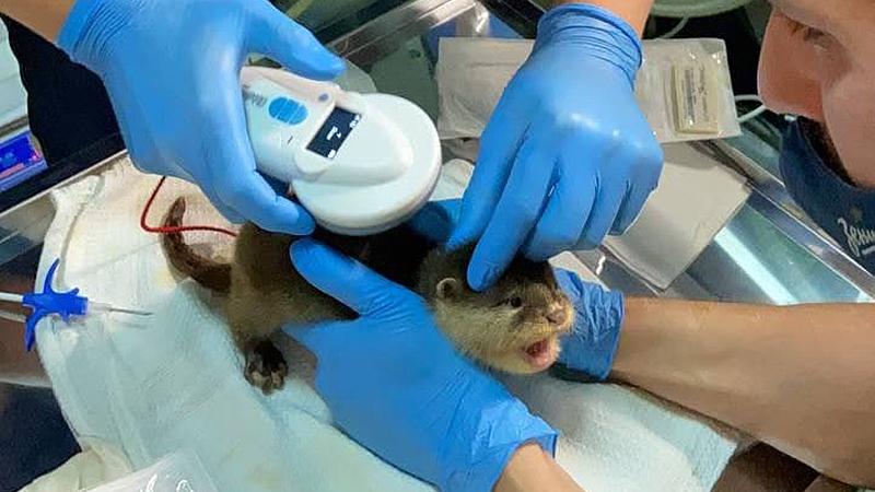 Фото: Санкт-Петербургский океанариум