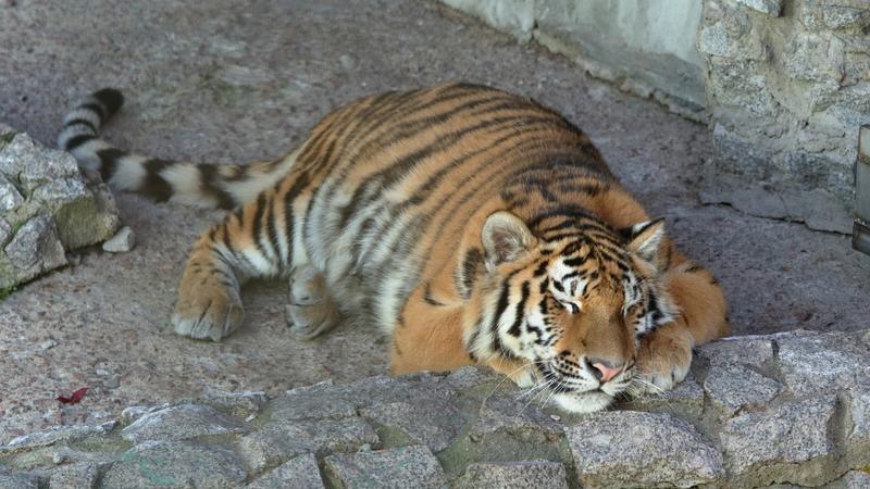 Фото: пресс-служба Ленинградского зоопарка