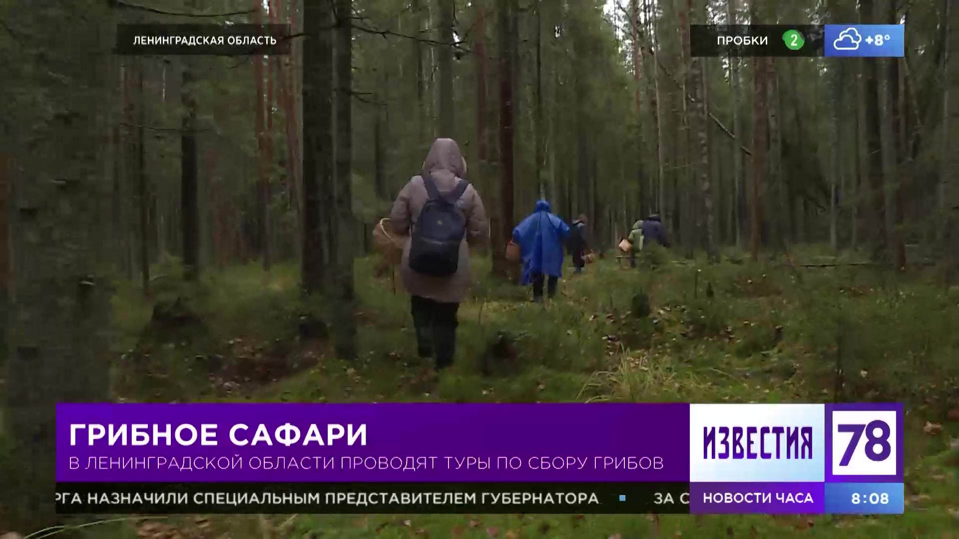 Грибное сафари»: в Ленинградской области проводят туры по сбору грибов |  78.ru