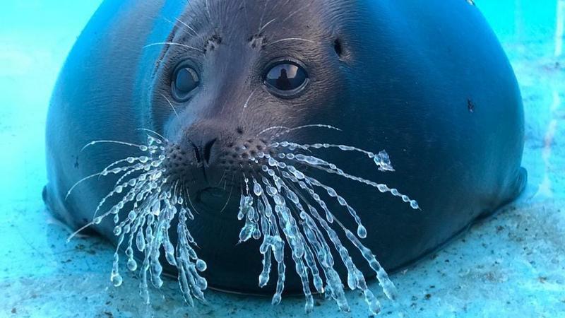 Фото: vk.com/sealrescue