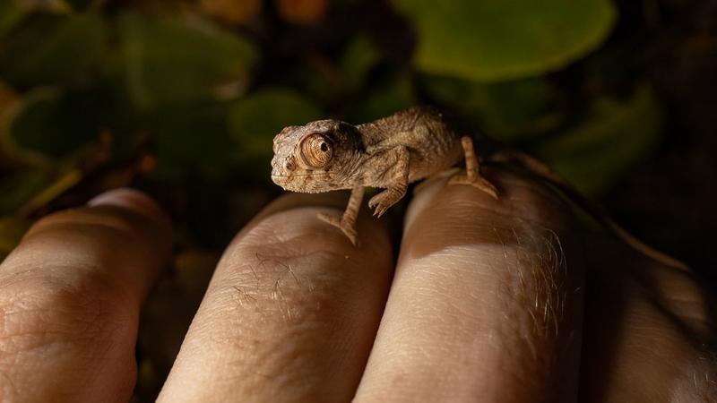 Фото: пресс-служба Петербургского океанариума