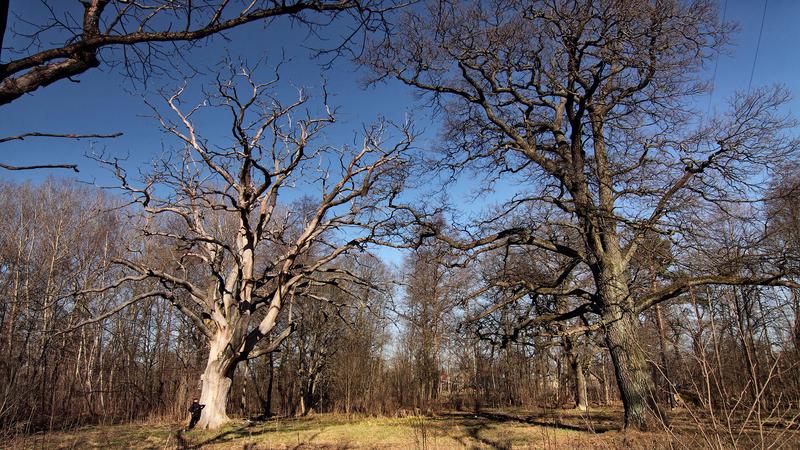 Мордвиновские дубы картина шишкина