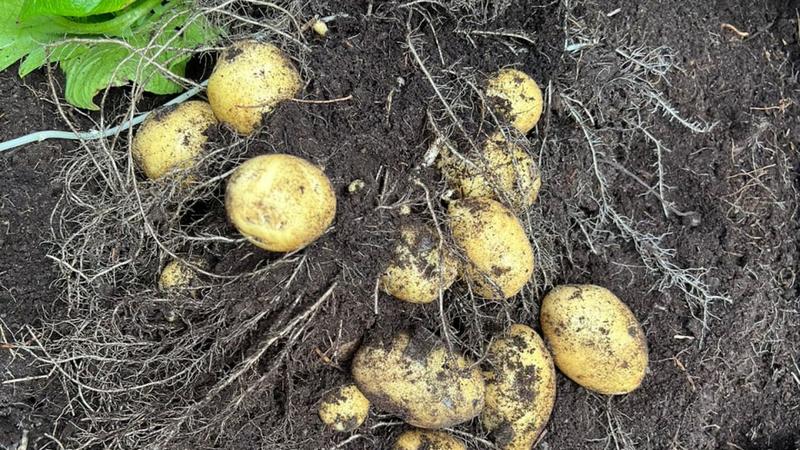 Фото: t.me/lenobladminka