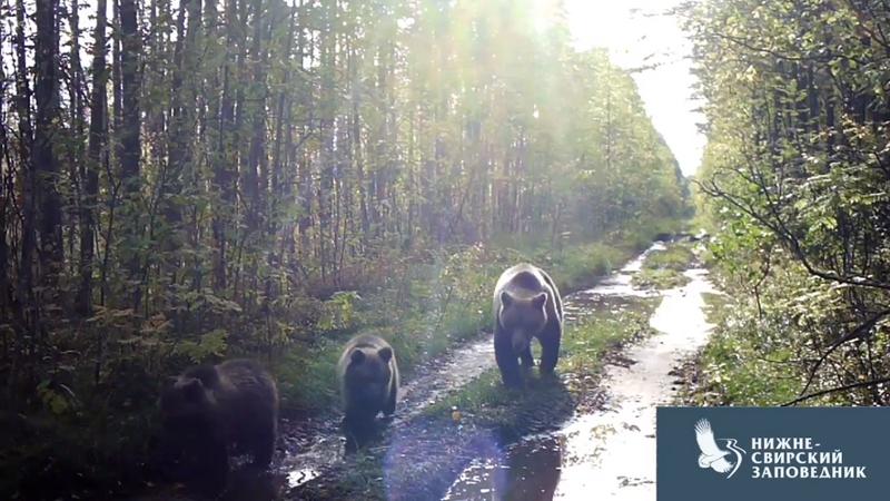 Нижнесвирский заповедник Ленинградской области