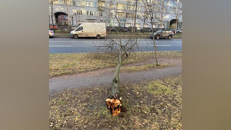 Фото: пресс-служба Комитета по благоустройству Санкт-Петербурга