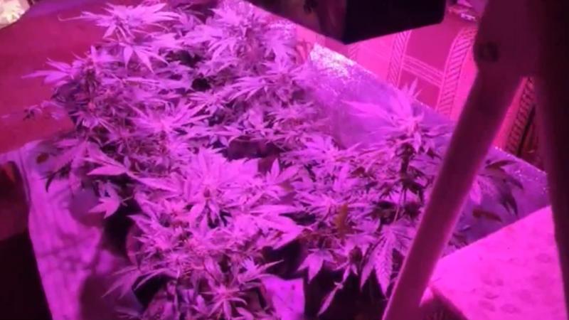 полиция канады обнаружила плантацию марихуаны