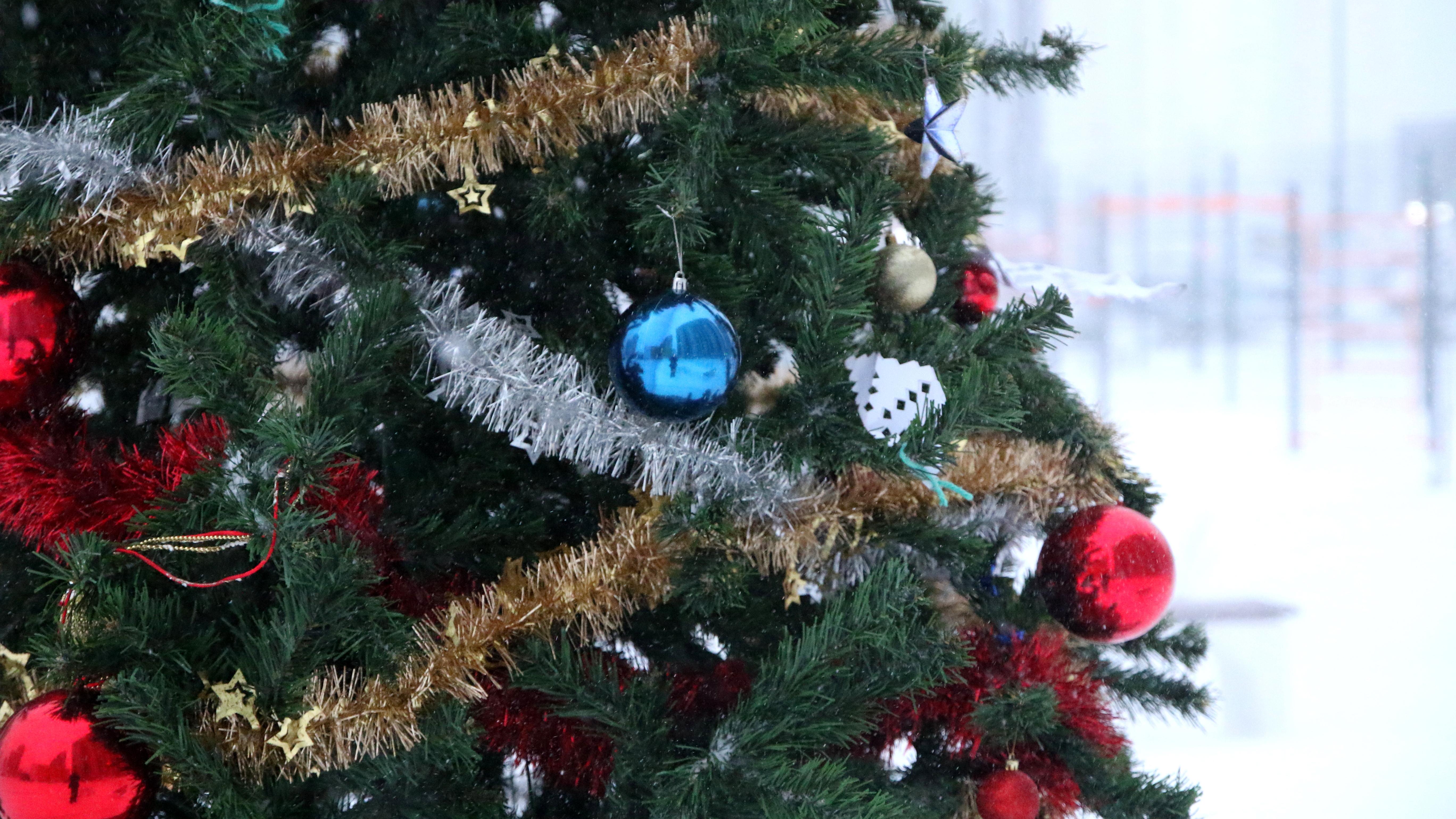 Выбор елки на новый год. Новогодняя елка экология. Дело елку. Дело елку. Дело елку.