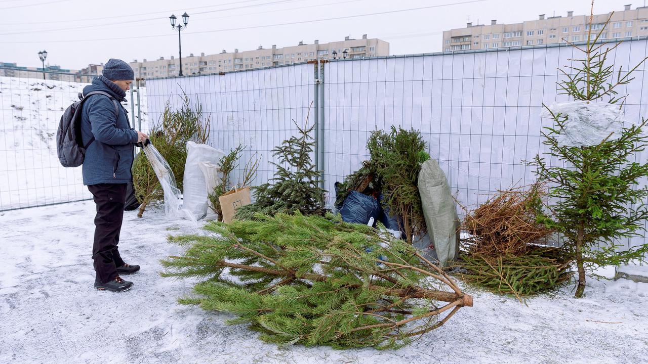 Почти 7 тысяч ёлок принесли после новогодних праздников в пункты приёма  Петербурга