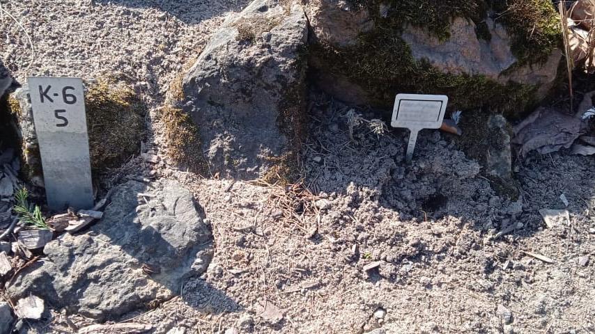 Фото: vk.com/Ботанический сад БИН РАН