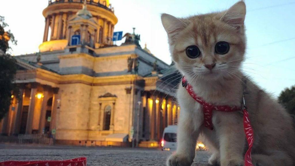 Петербург кошка фото В Петербурге на несколько часов появится Котогвардейский бульвар