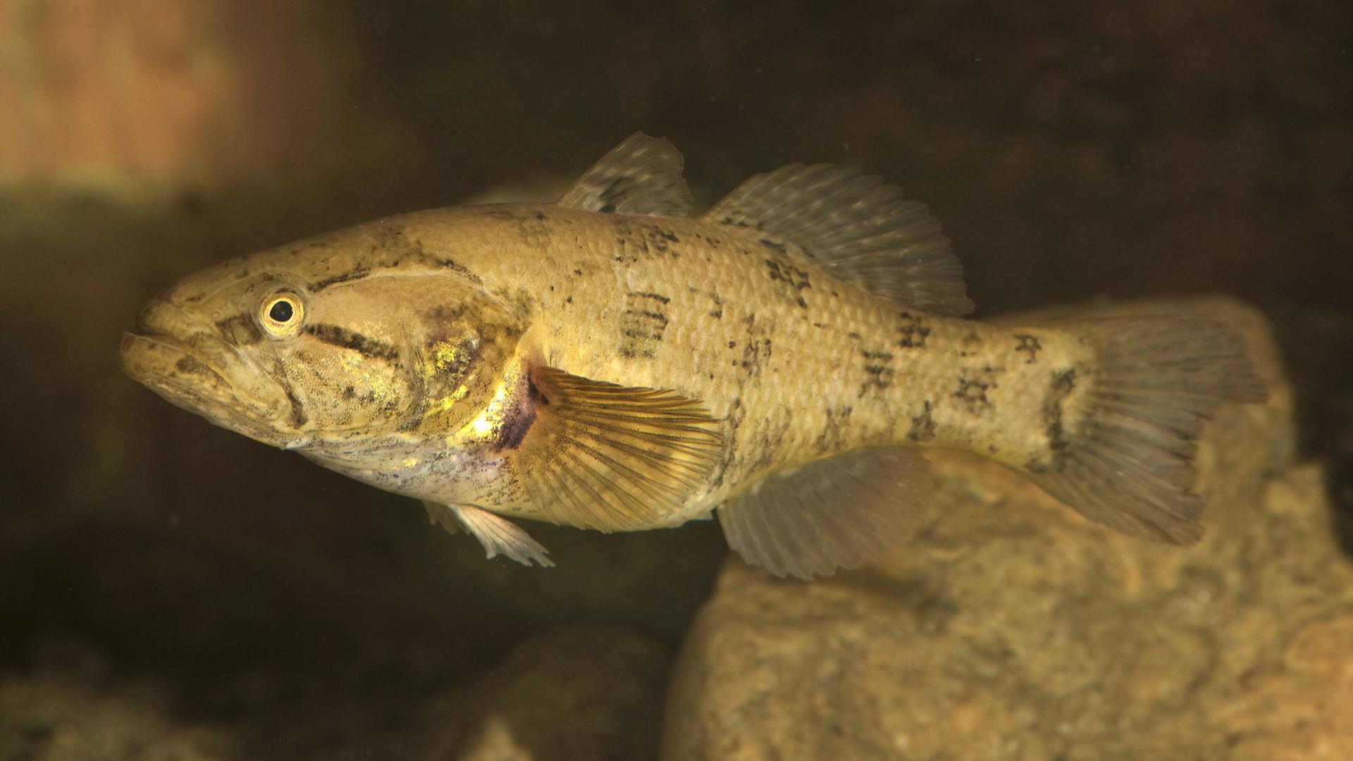 Какие виды рыбы обитают в реке Нева