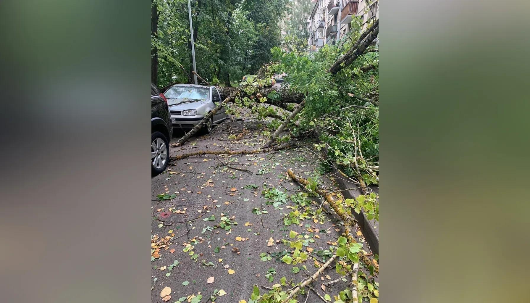 Дерево упало на человека на улице Лёни Голикова