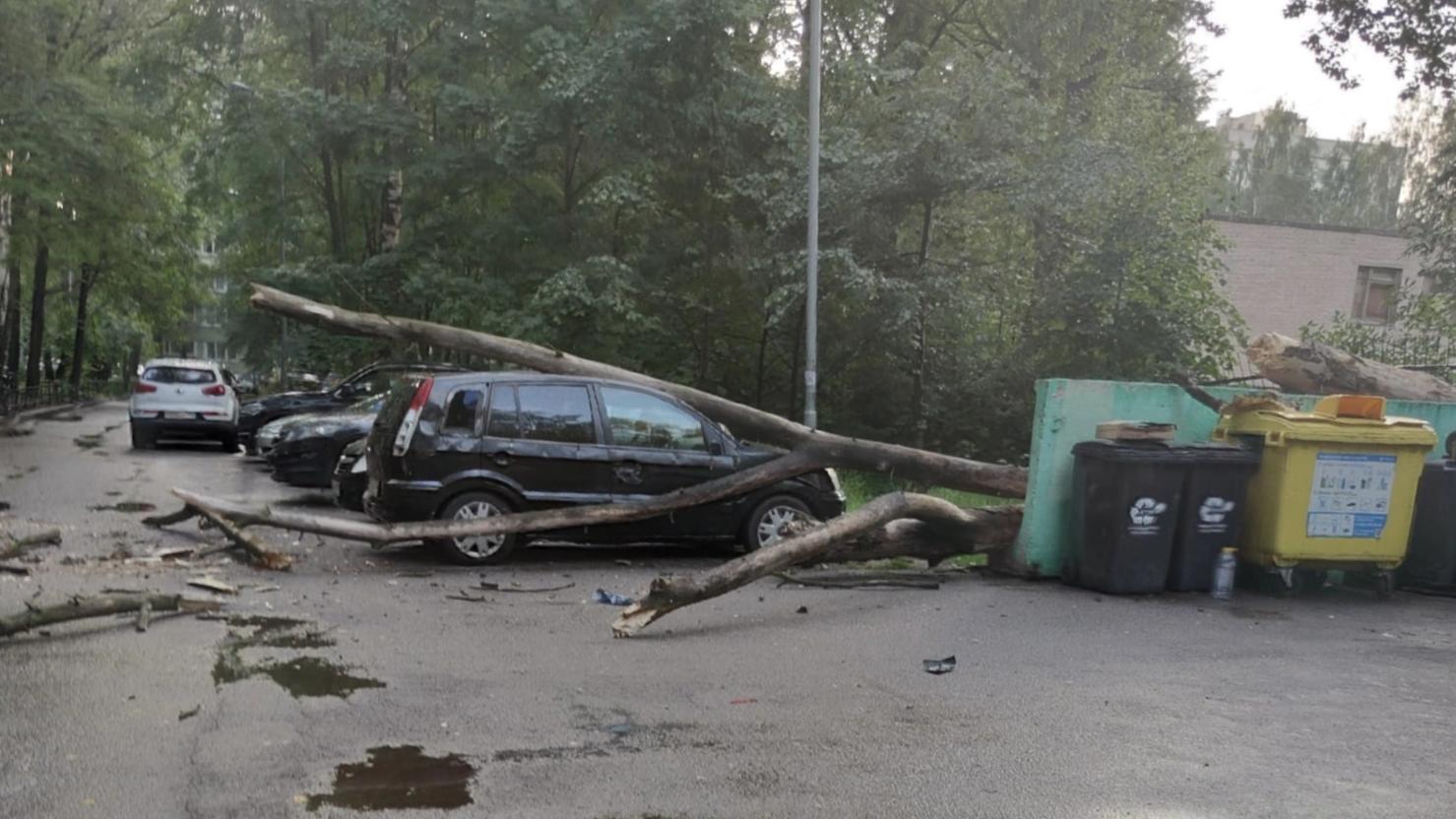 В Калининском районе дерево упало на припаркованную машину